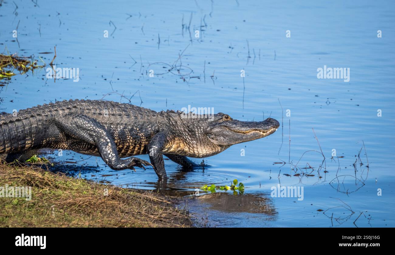 Alligator in the Myakka River in Myakka River State Park in Sarasota ...