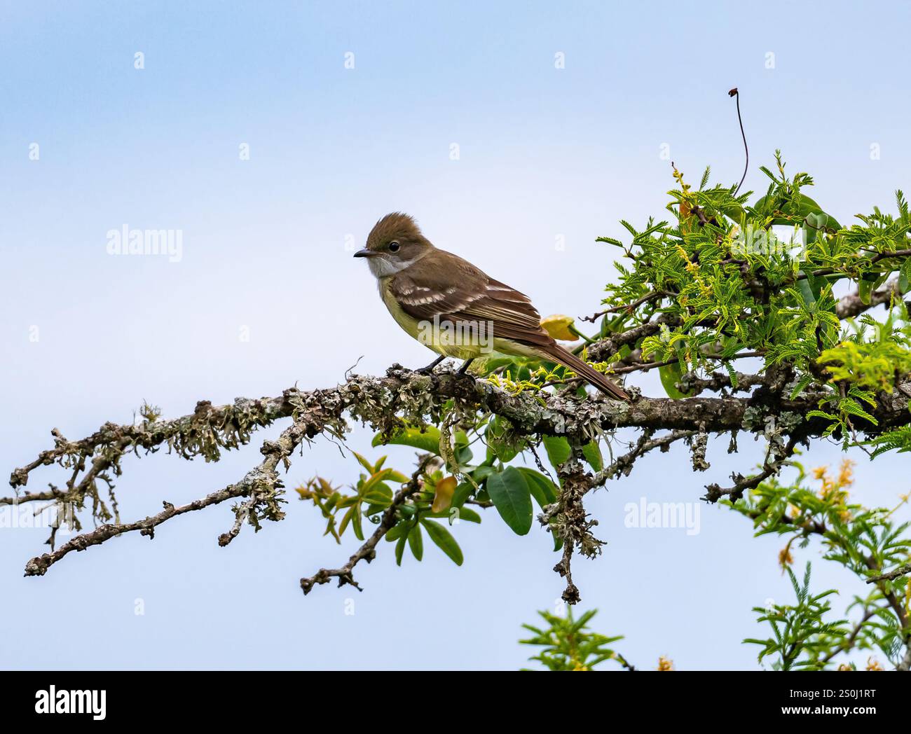 a-large-elaenia-elaenia-spectabilis-perched-on-a-branch-state-of-rio