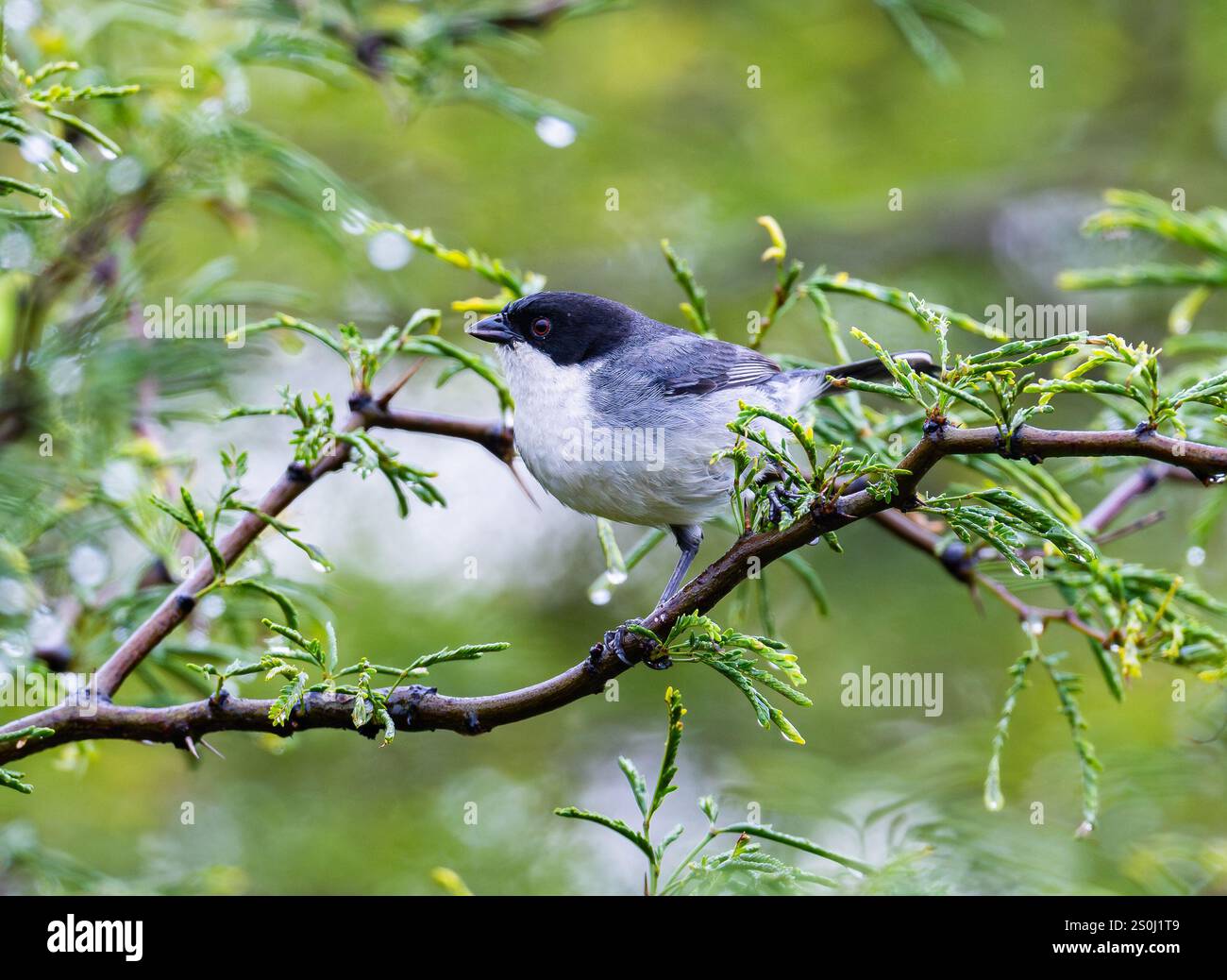 A Black-capped Warbling Finch (Microspingus melanoleucus) perched on a ...