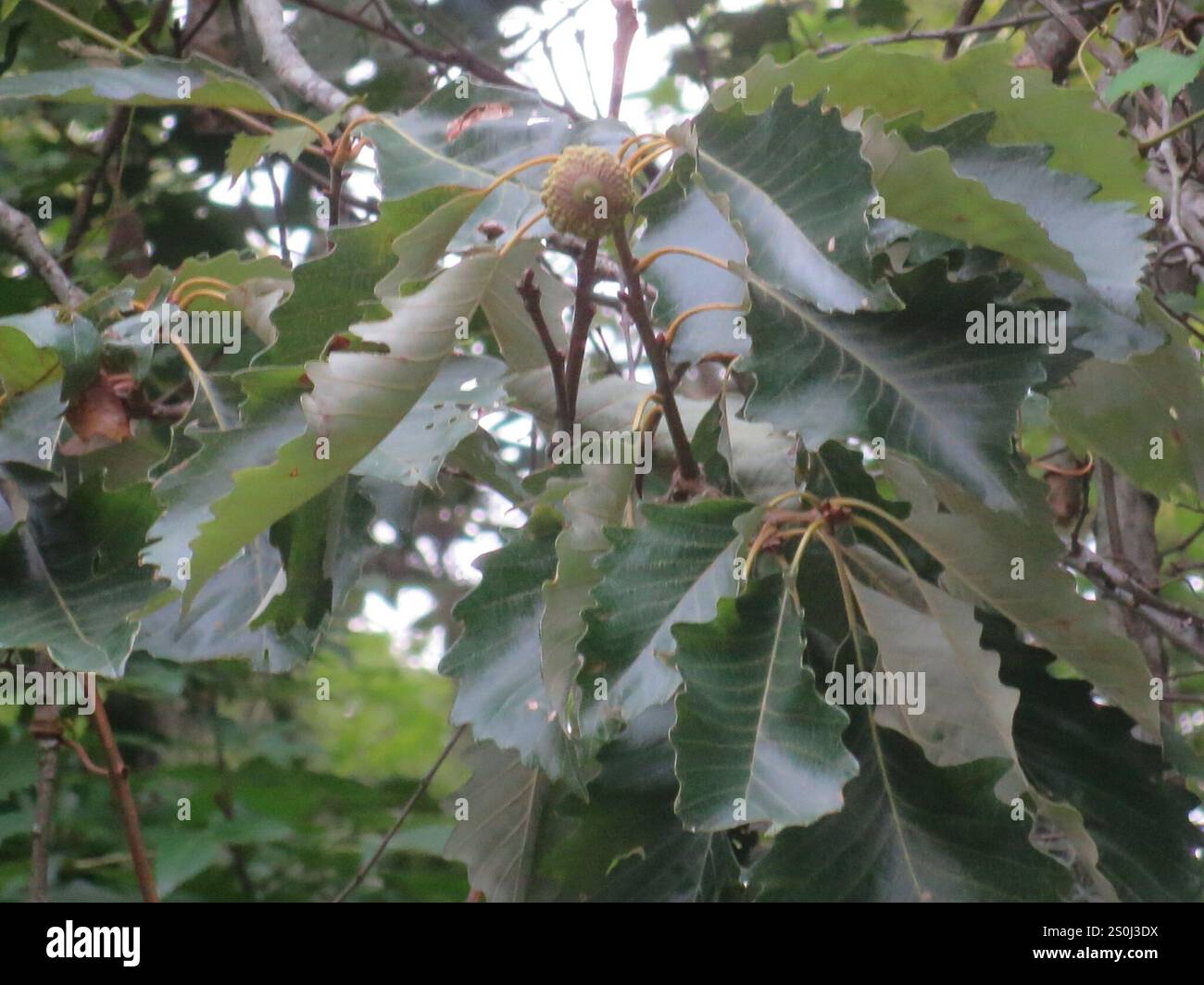 swamp chestnut oak (Quercus michauxii Stock Photo - Alamy