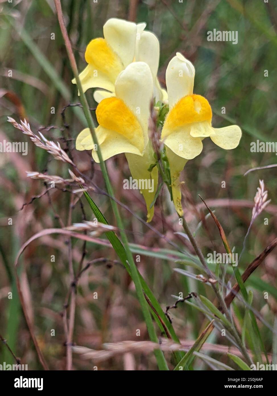 Toad Fls common toadflax (Linaria vulgaris Stock Photo - Alamy