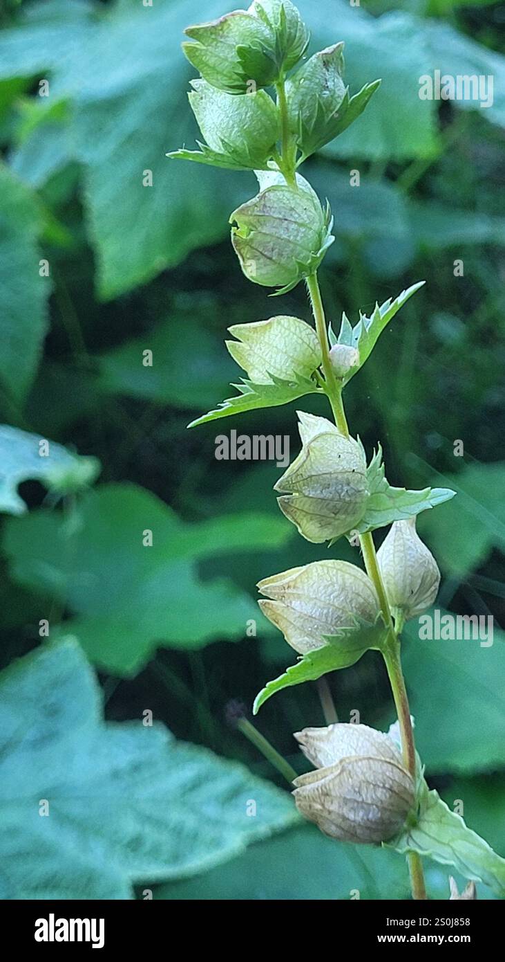 Little Yellow Rattle (Rhinanthus groenlandicus Stock Photo - Alamy