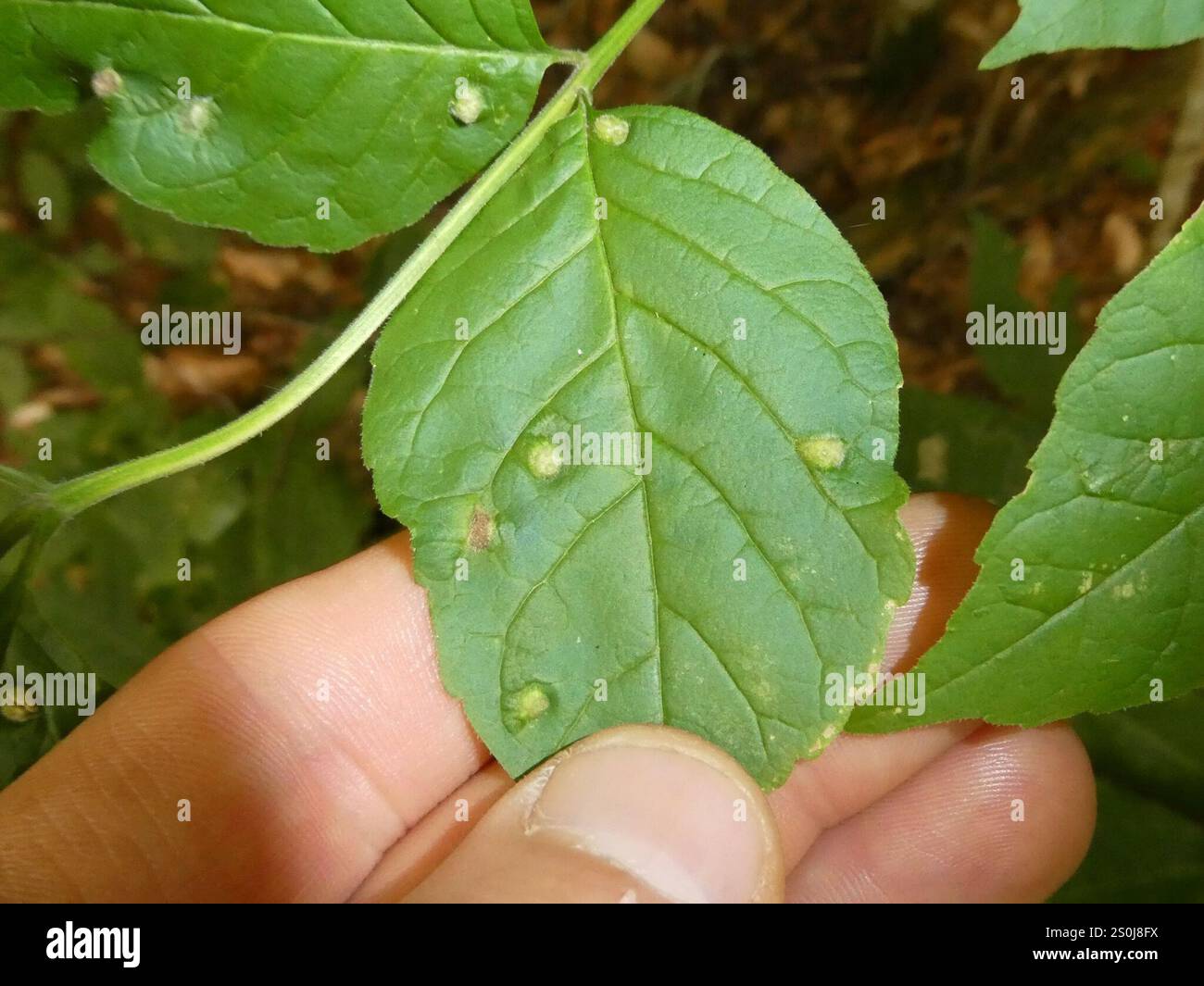 Ash Bead Gall Mite (Aceria fraxini Stock Photo - Alamy