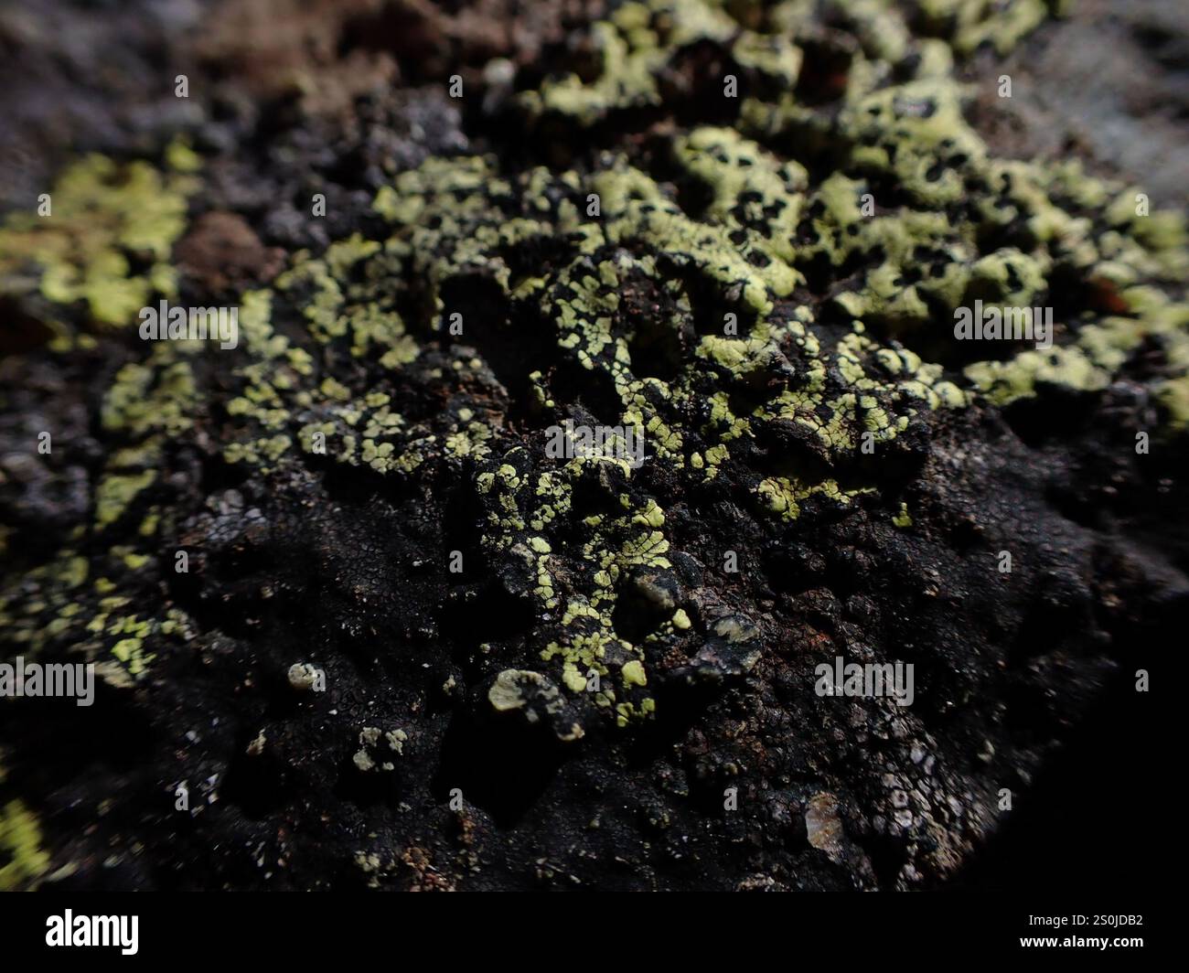 lemon map lichen (Rhizocarpon macrosporum Stock Photo - Alamy