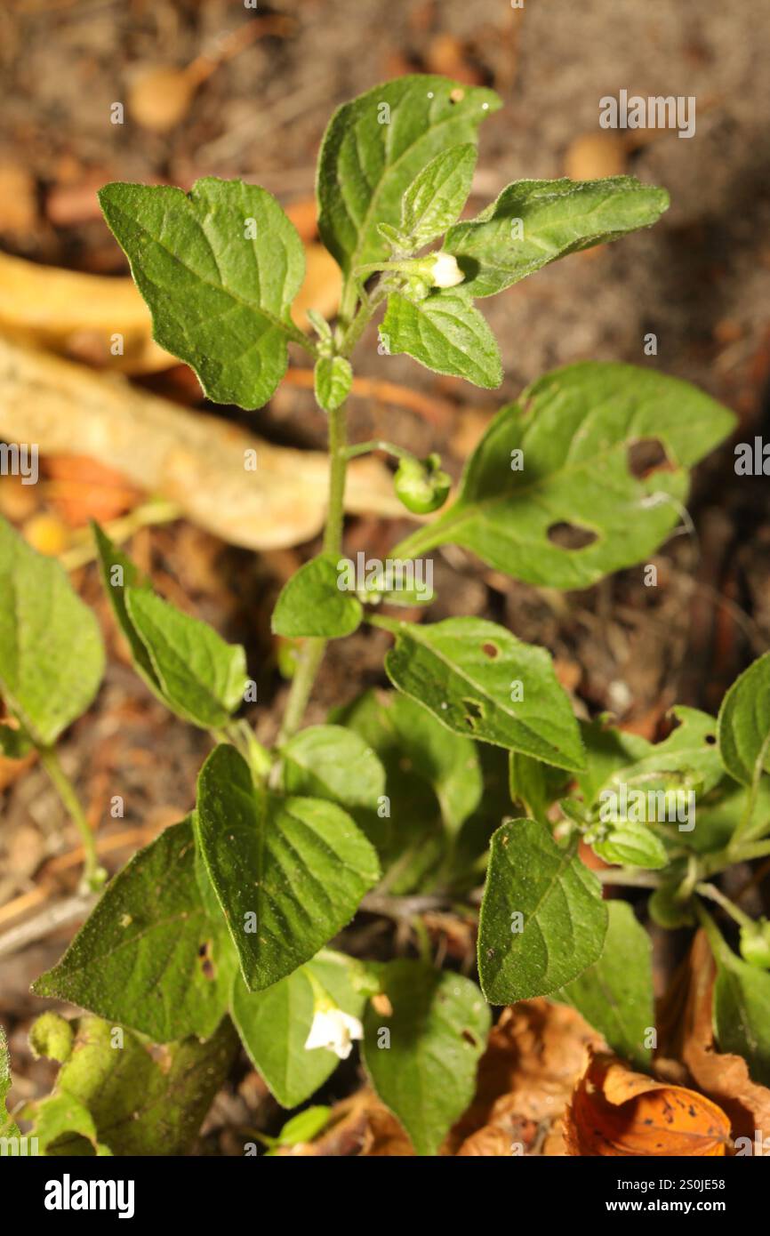 black nightshade (Solanum nigrum Stock Photo - Alamy