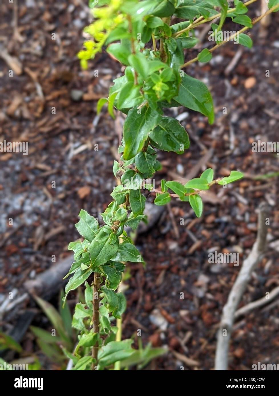 Chapman's Goldenrod (Solidago chapmanii) Stock Photo