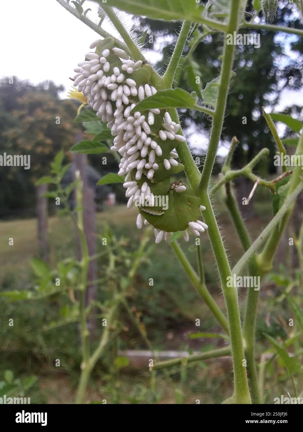 Hornworm Parasitoid Wasp (Cotesia congregata Stock Photo - Alamy