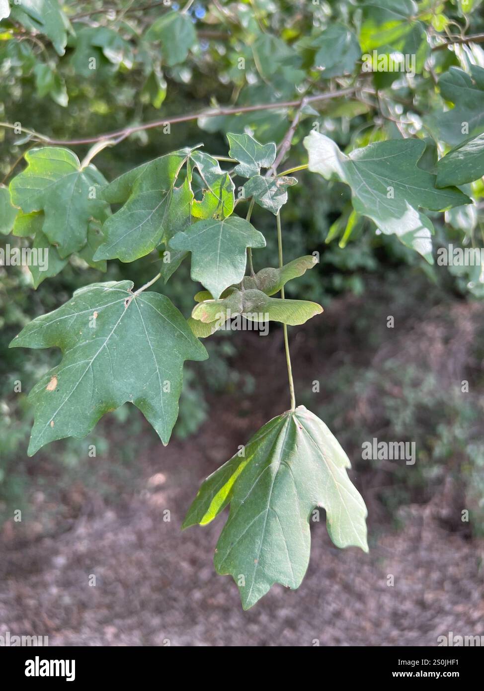 field maple (Acer campestre Stock Photo - Alamy