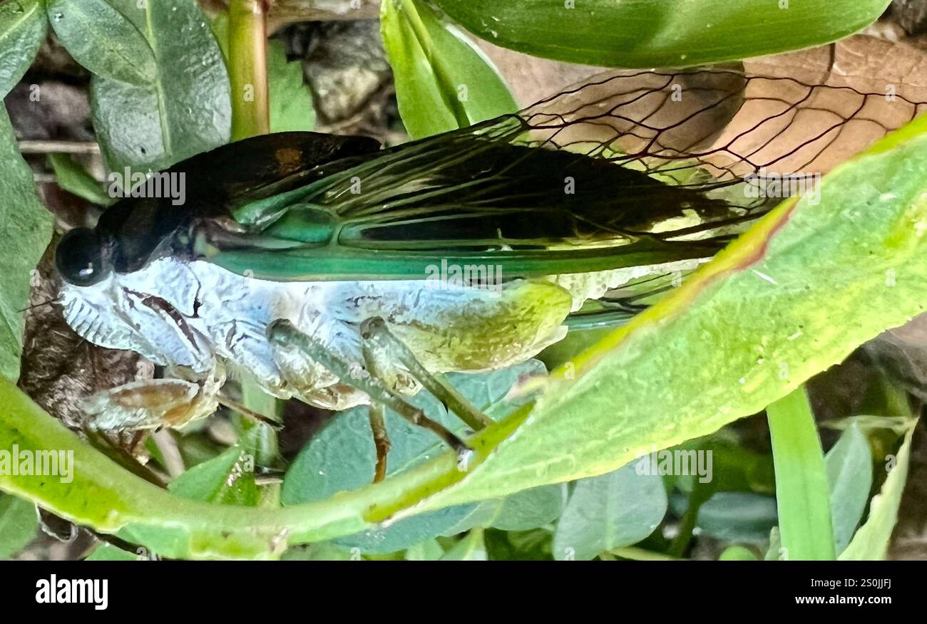 Neotibicen Swamp Cicada (Neotibicen tibicen Stock Photo - Alamy