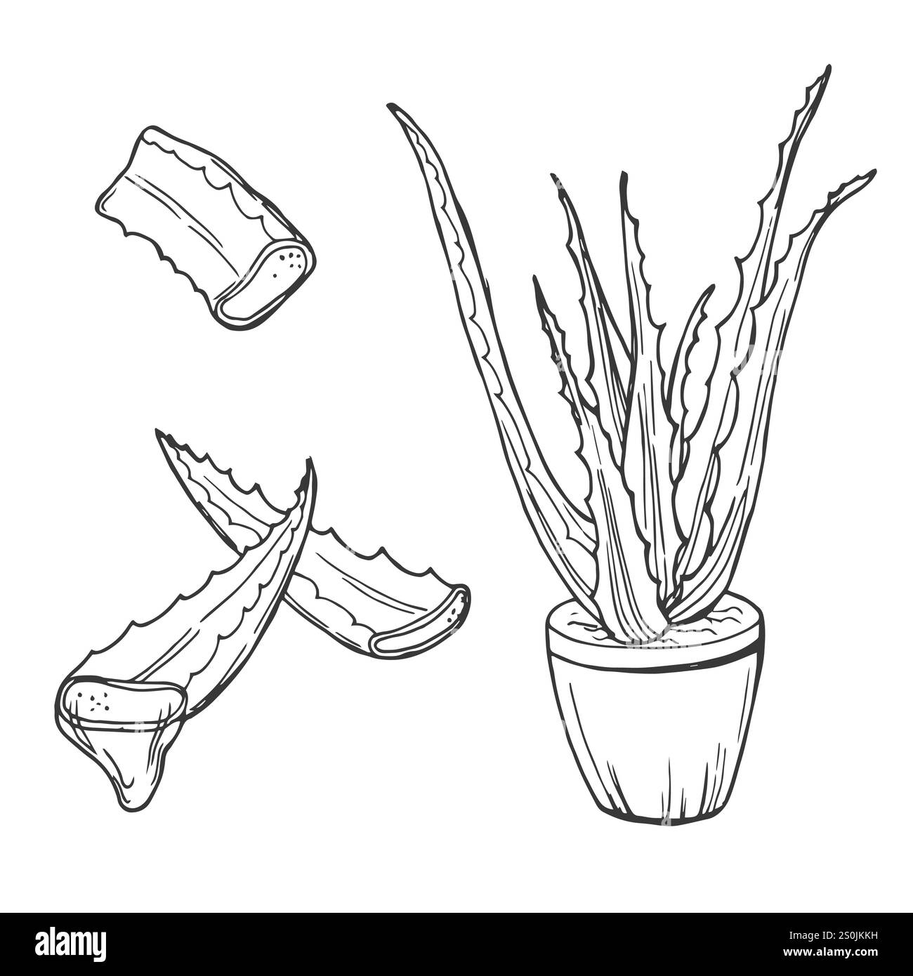 aloe vera shea butter cream Gilden Tree | Eczema Relief Cream