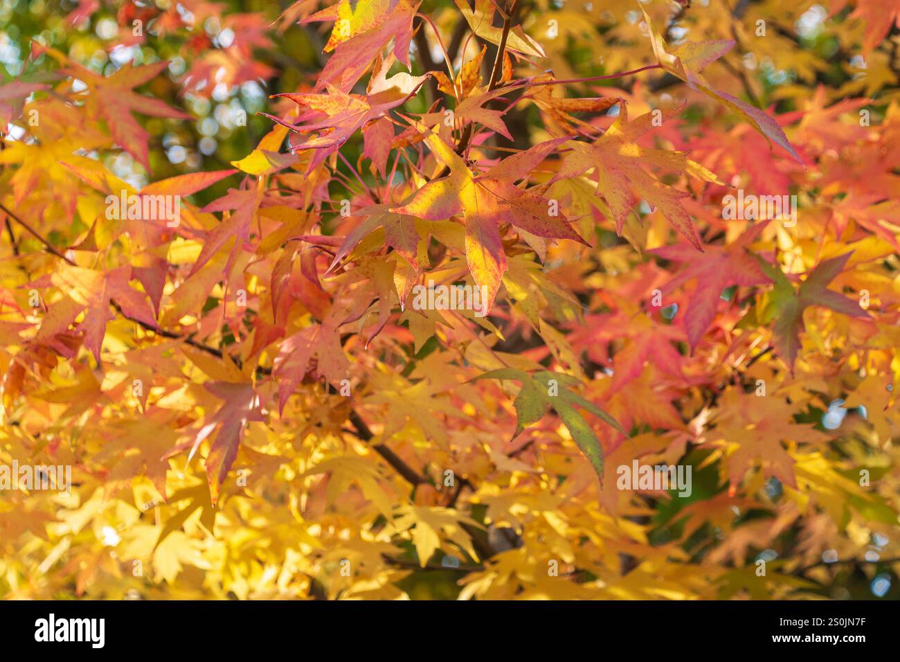 Bright autumn leaves of Liquidambar formosana. Formosan gum, Chinese sweet gum, Formosa sweet gum. Autumn background. Stock Photo