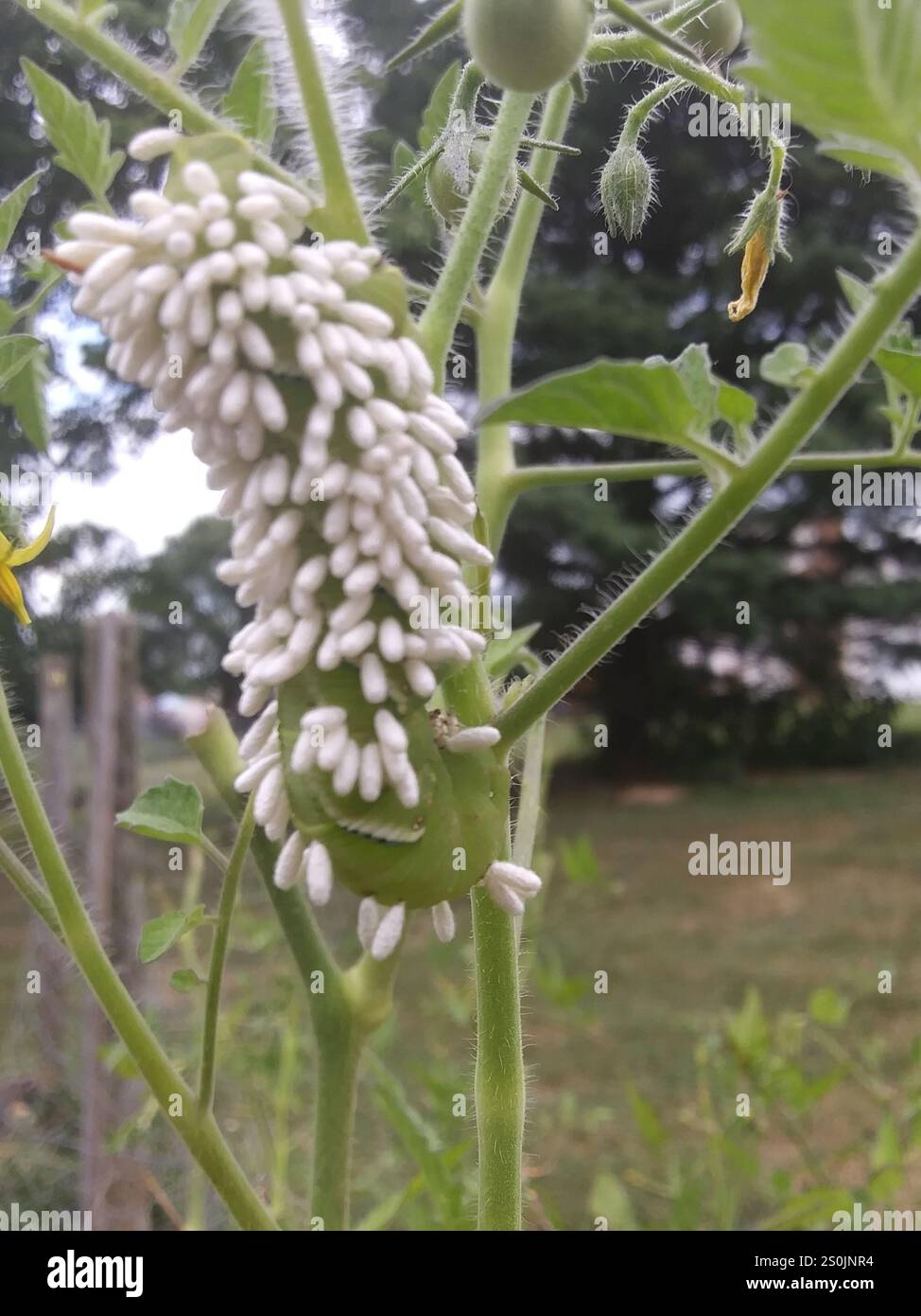 Hornworm Parasitoid Wasp (Cotesia congregata Stock Photo - Alamy