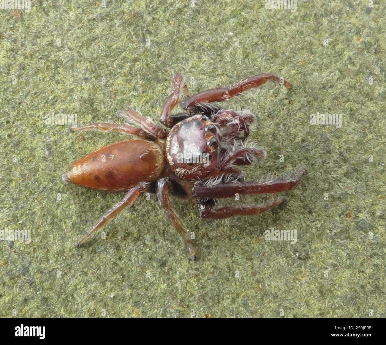 Cyclops Jumping Spider (Opisthoncus polyphemus) Stock Photo