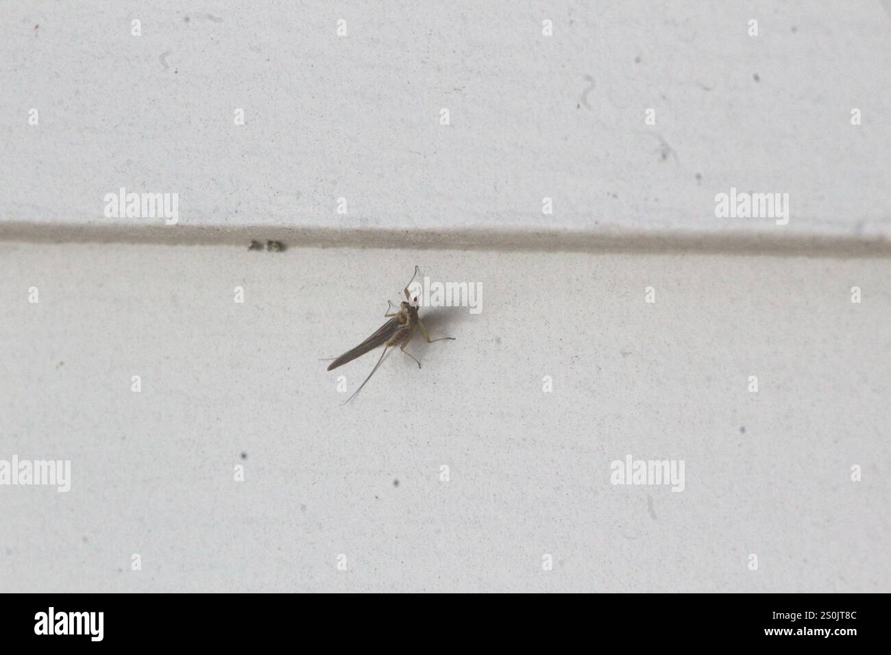 Impianti Di Pesca Surf - Italia - Foto 7