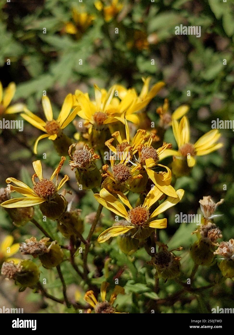 Sheep Ragwort Cut-Leaved Ragwort (Senecio eremophilus Stock Photo - Alamy