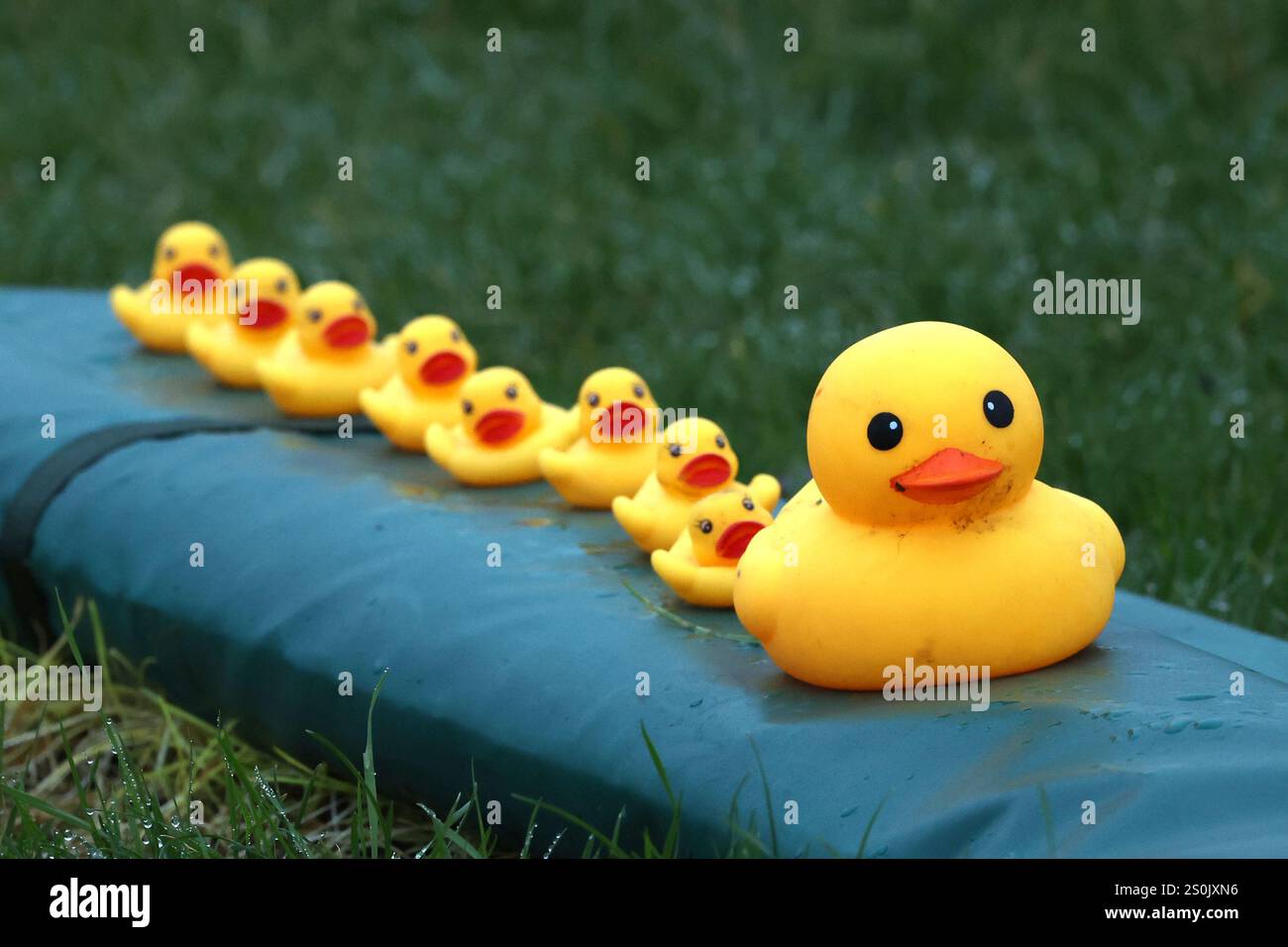A collection of plastic ducks during the Coral Challow Hurdle Day at ...
