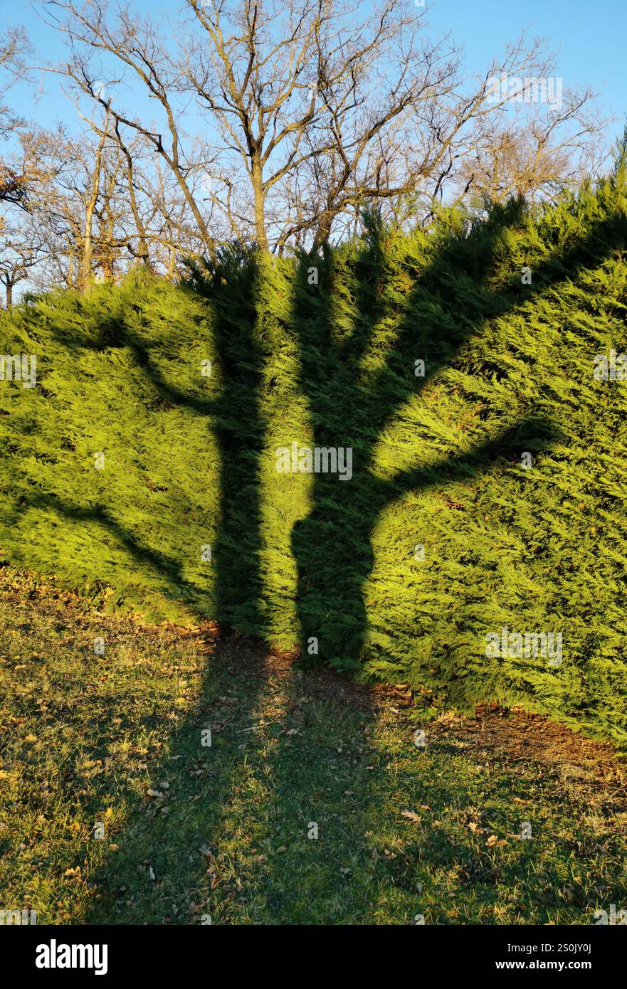 Creative shadow play of a tree against a green bush illuminated by evening sunlight in a serene outdoor setting - Smartphone Captured Stock Image