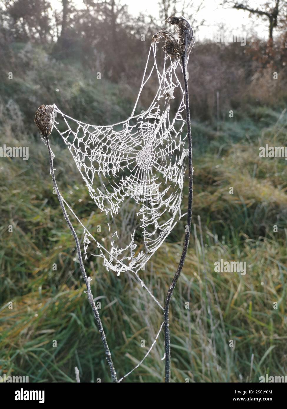 Intricate spider web adorned with morning dew glistens in a serene meadow - Smartphone Captured Stock Image