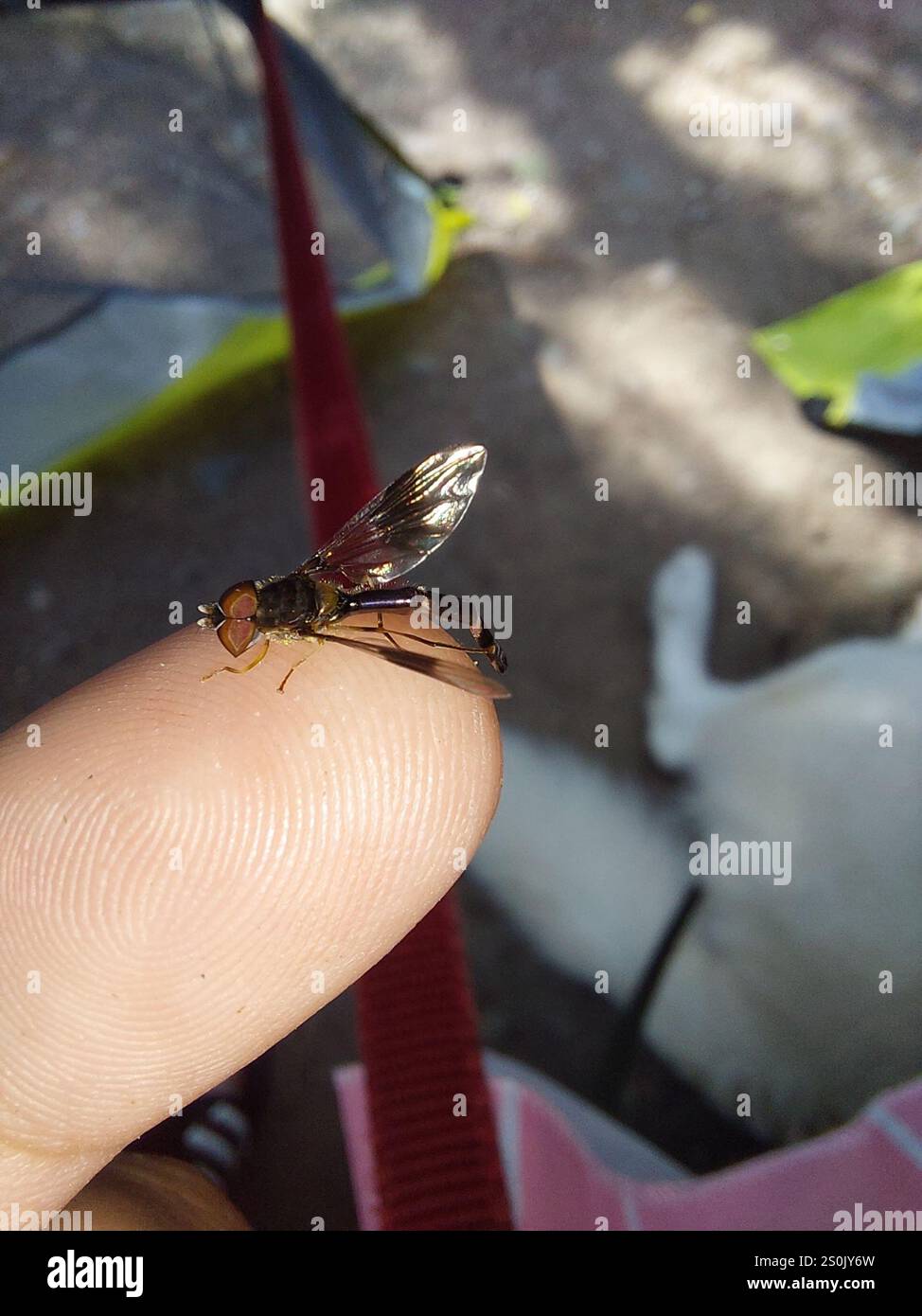Eastern Band-winged Hover Fly (Hypocritanus fascipennis Stock Photo - Alamy