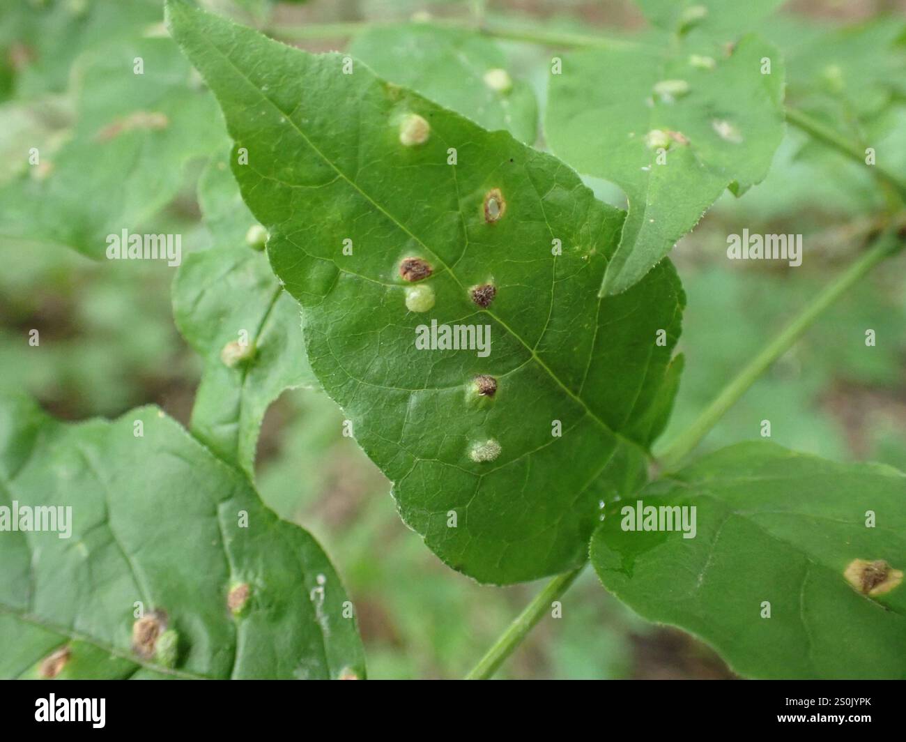 Ash Bead Gall Mite (Aceria fraxini Stock Photo - Alamy