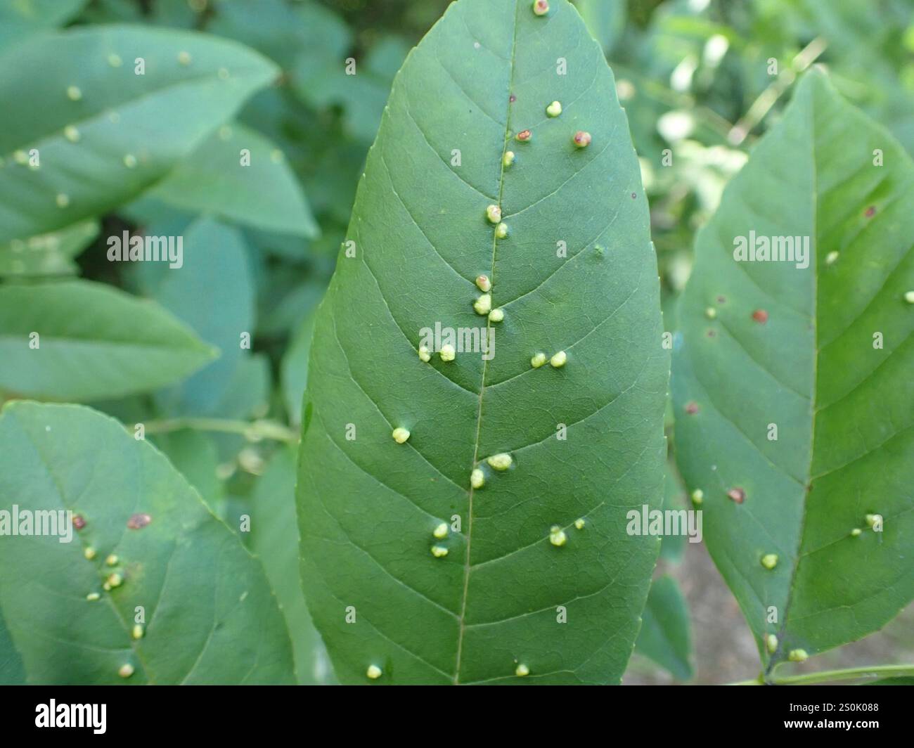 Ash Bead Gall Mite (Aceria fraxini Stock Photo - Alamy