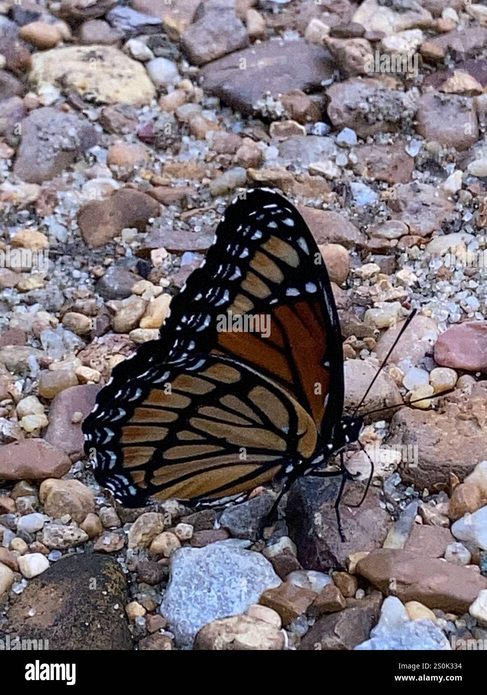Viceroy (Limenitis archippus Stock Photo - Alamy