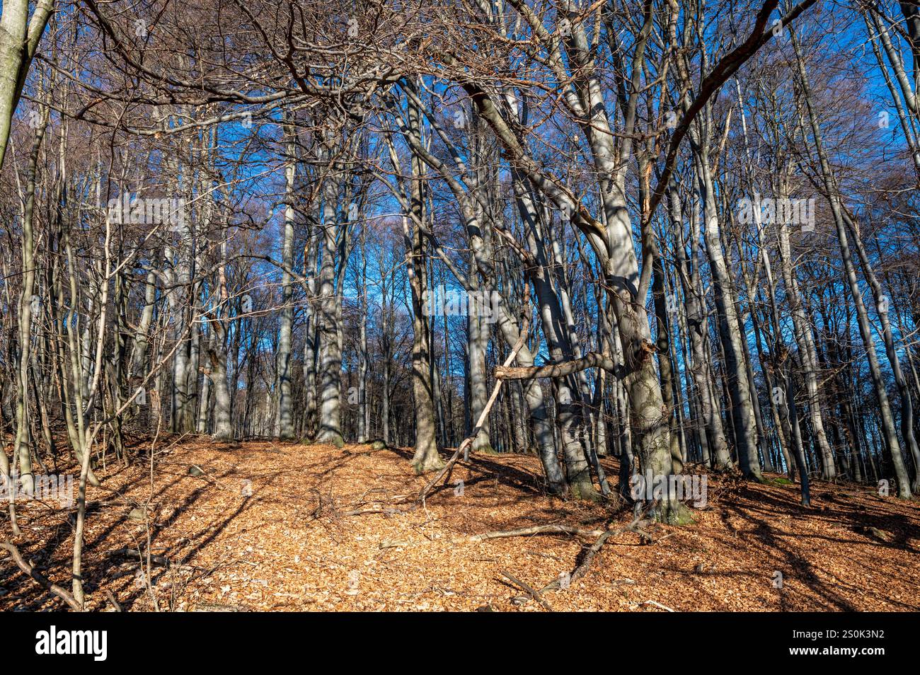 Beech forest without leaves in winter time. Beech trees trunks. Stock Photo