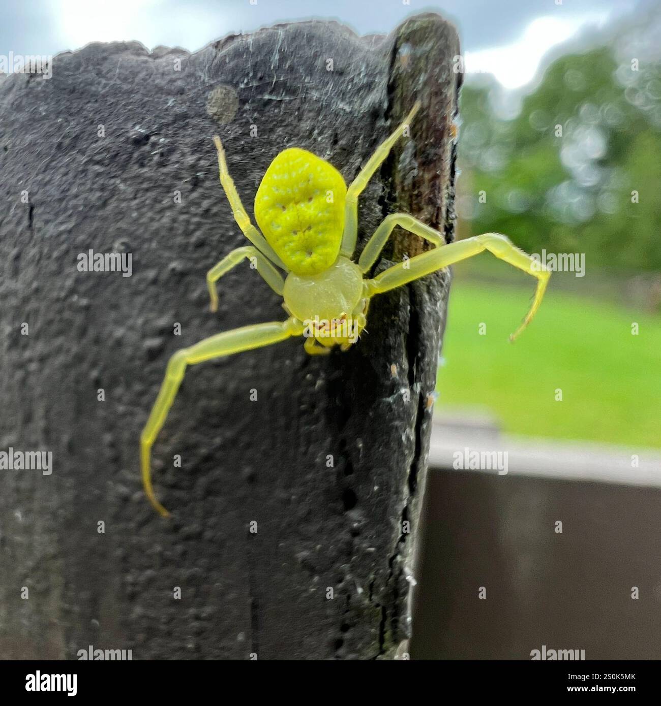 American Green Crab Spider (Misumessus oblongus Stock Photo - Alamy
