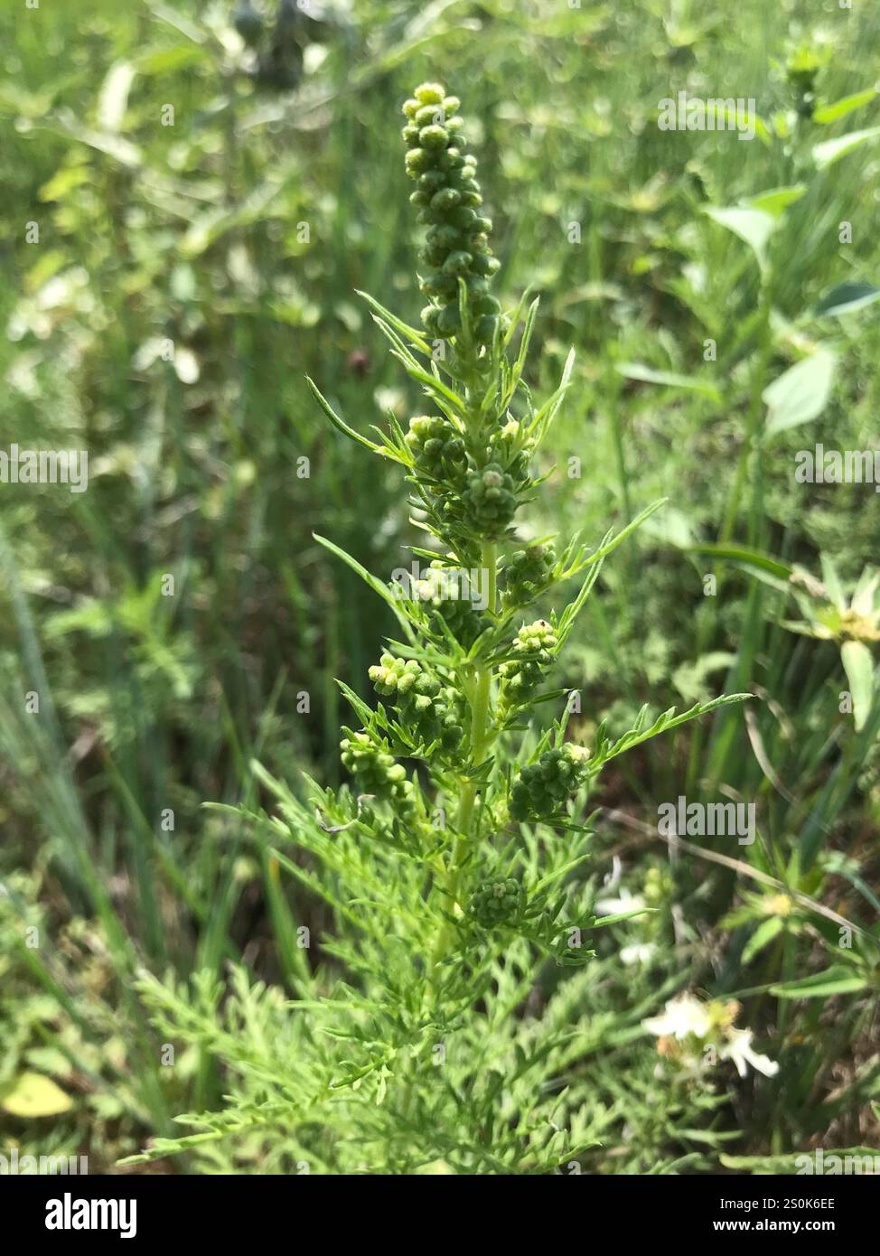 western ragweed (Ambrosia psilostachya Stock Photo - Alamy