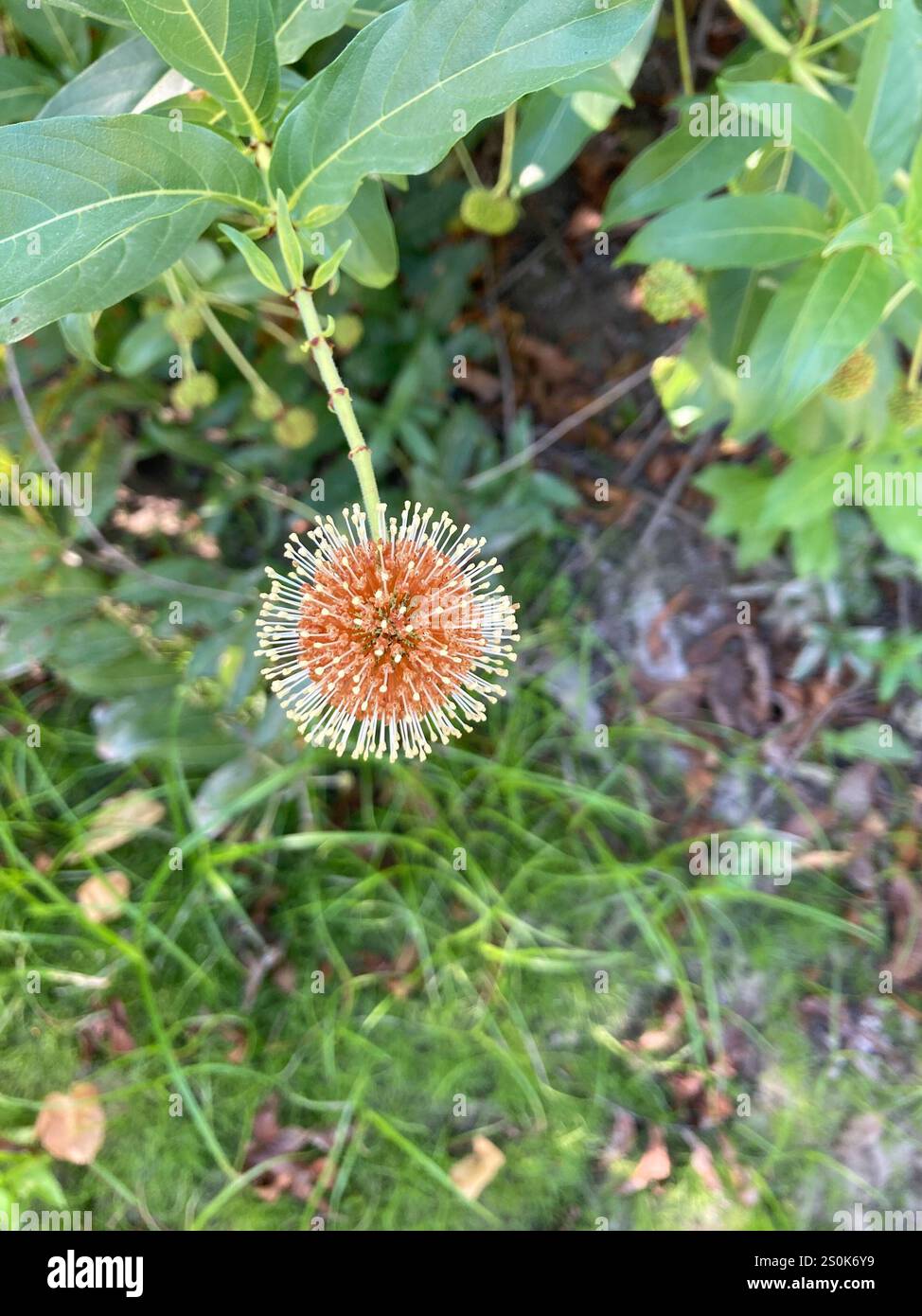 buttonbush (Cephalanthus occidentalis Stock Photo - Alamy