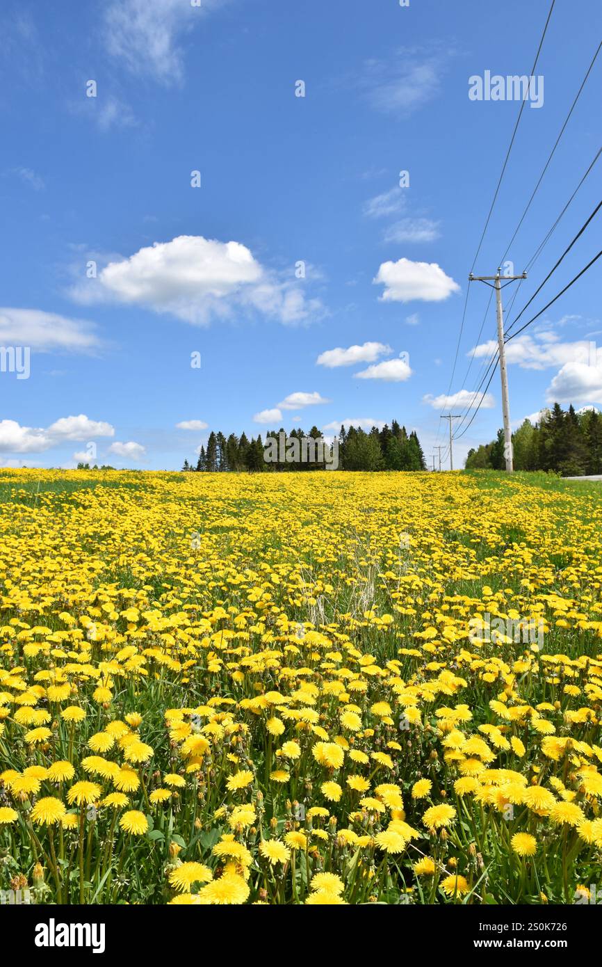 A dandelion field in bloom, Québec, Canada Stock Photo