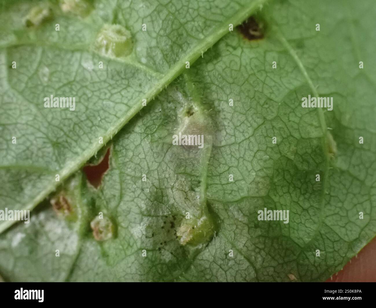 Ash Bead Gall Mite (Aceria fraxini Stock Photo - Alamy