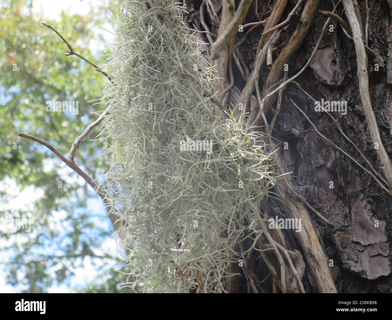 Spanish moss (Tillandsia usneoides Stock Photo - Alamy