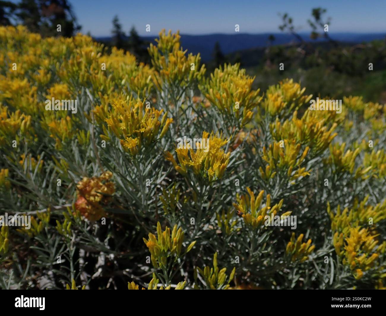 Rubber Rabbitbrush (Ericameria nauseosa Stock Photo - Alamy