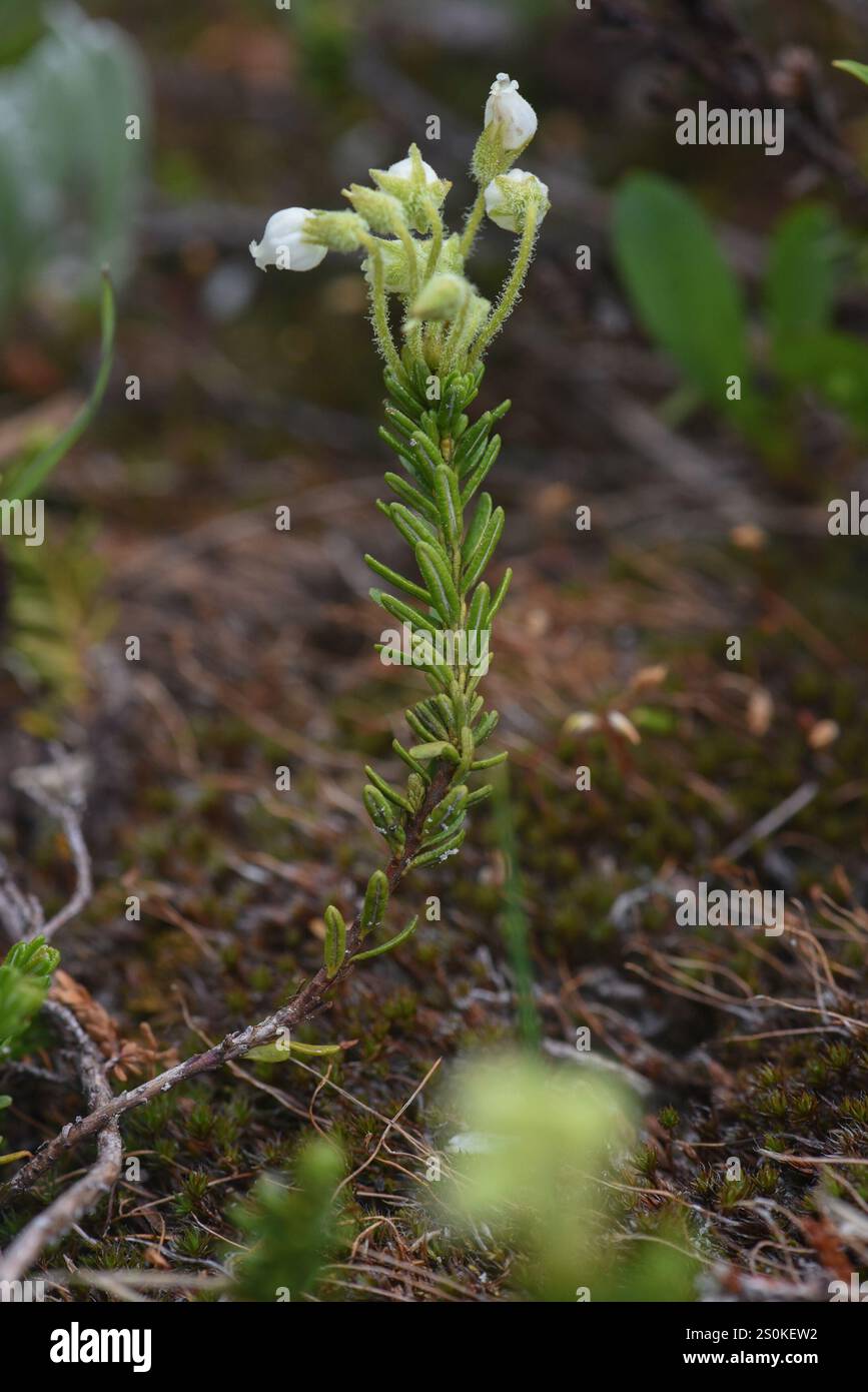 Yellow Mountain-heath (Phyllodoce glanduliflora Stock Photo - Alamy