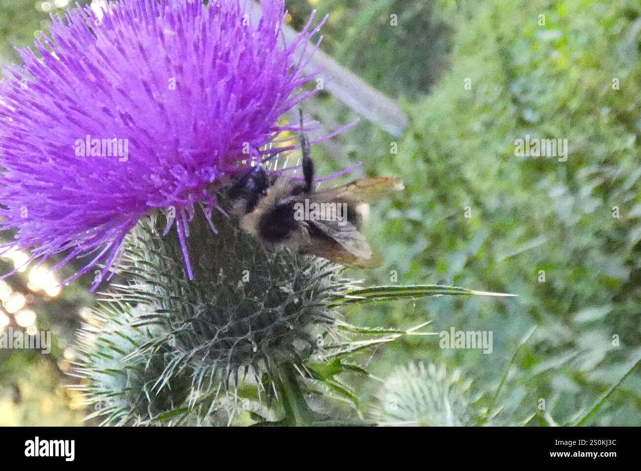 Cuckoo Bumble Bees (Psithyrus Stock Photo - Alamy