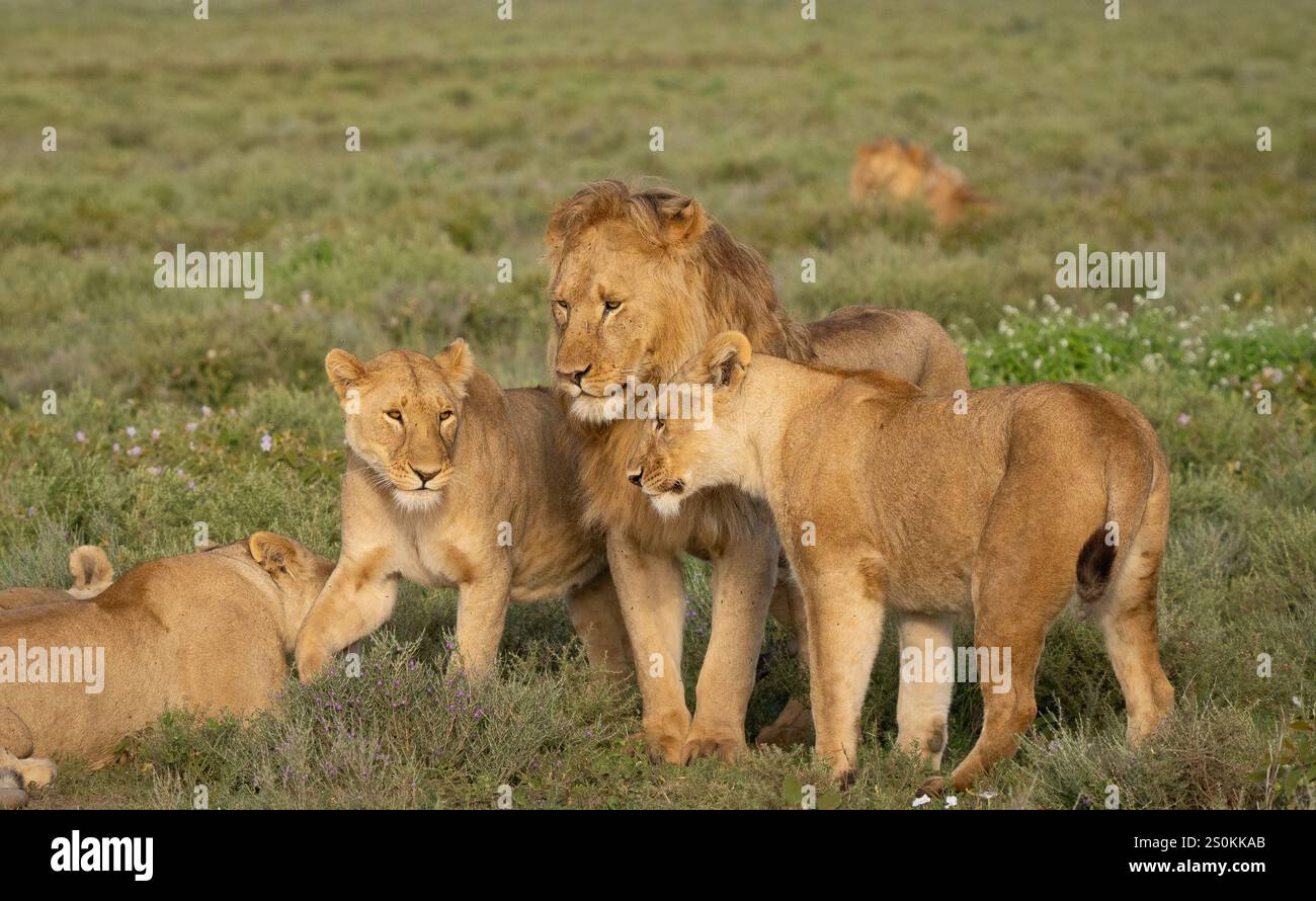 Lion (Panthera leo) females with a male of the pride Stock Photo - Alamy