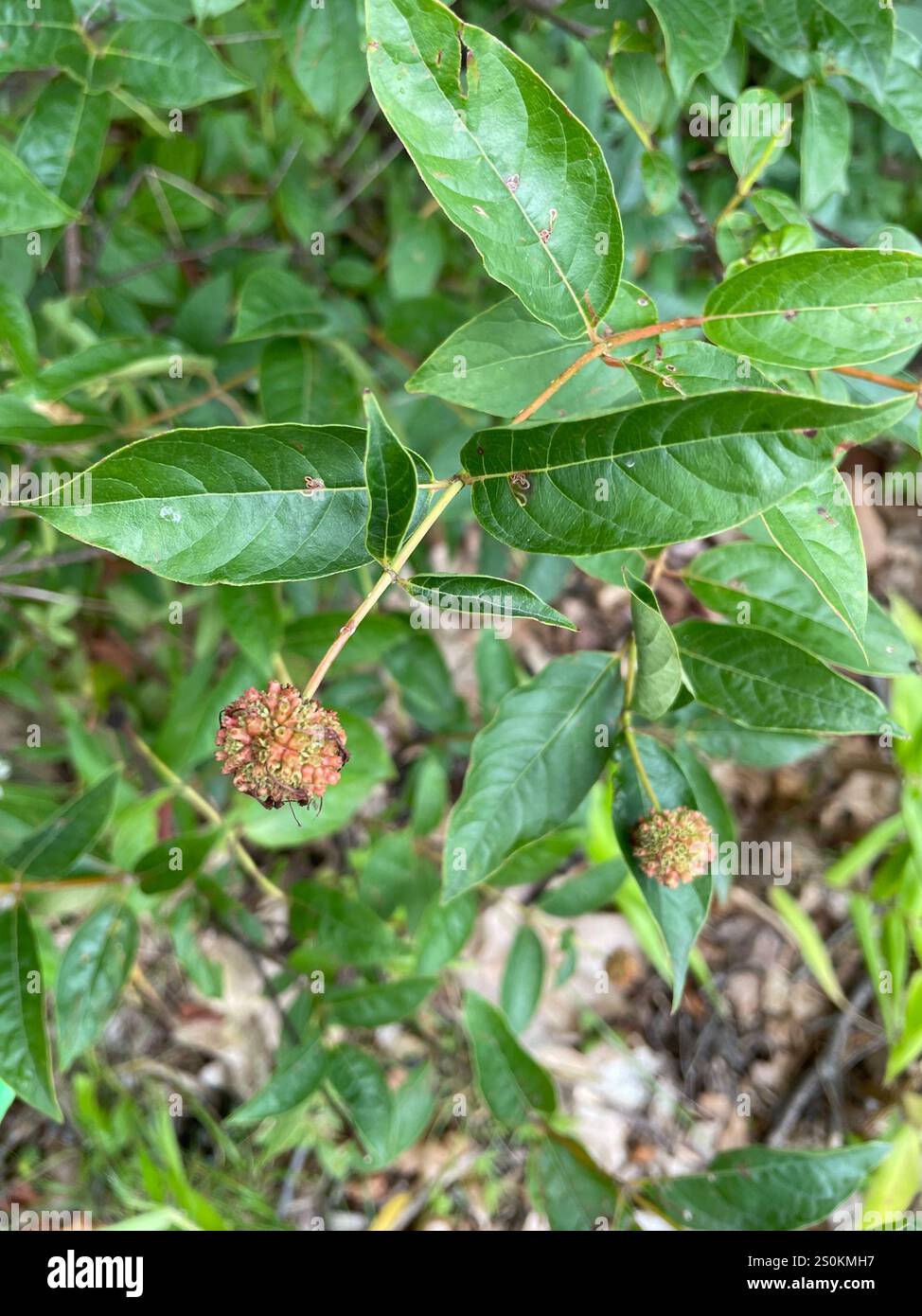 buttonbush (Cephalanthus occidentalis Stock Photo - Alamy