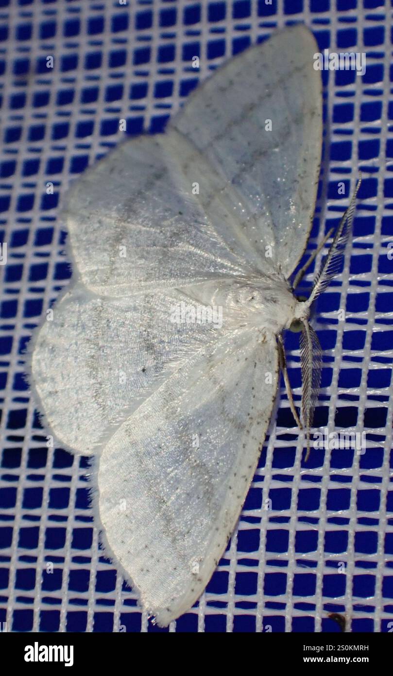 Common White Wave (Cabera pusaria Stock Photo - Alamy
