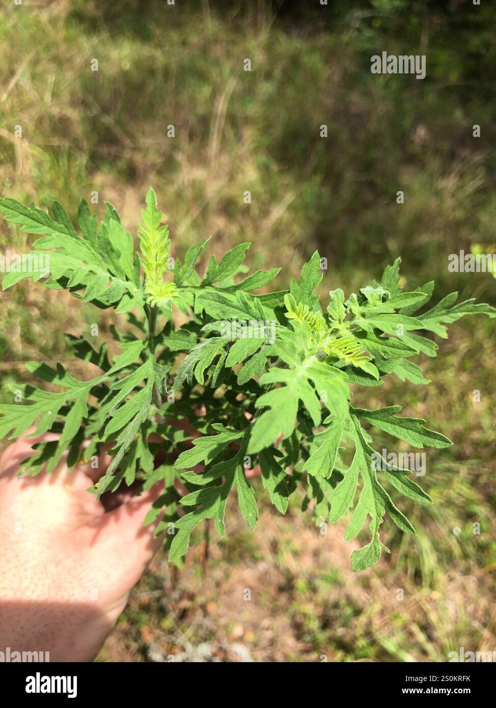 western ragweed (Ambrosia psilostachya Stock Photo - Alamy