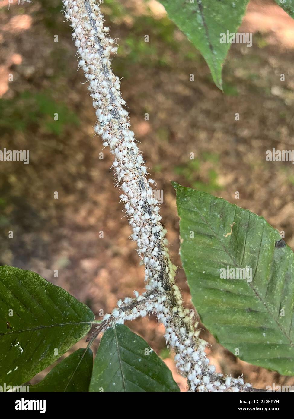 Beech blight aphid hi-res stock photography and images - Alamy