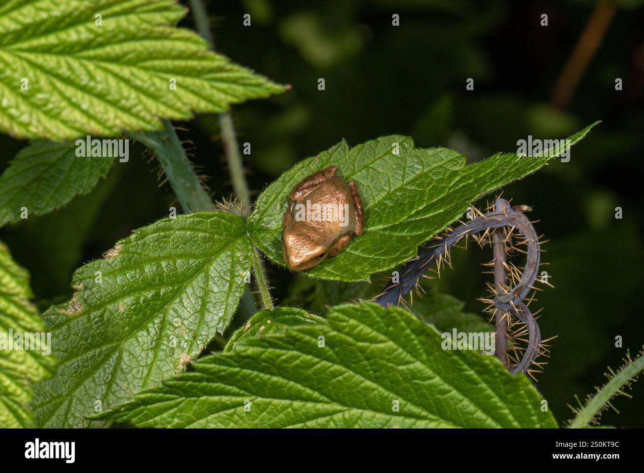 Spring Peeper Dangle Spring Peeper (Pseudacris crucifer Stock Photo - Alamy