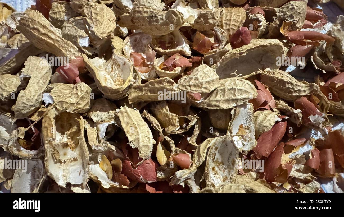 Discarded Shells Close up various shells showing hi-res stock photography and images - Alamy