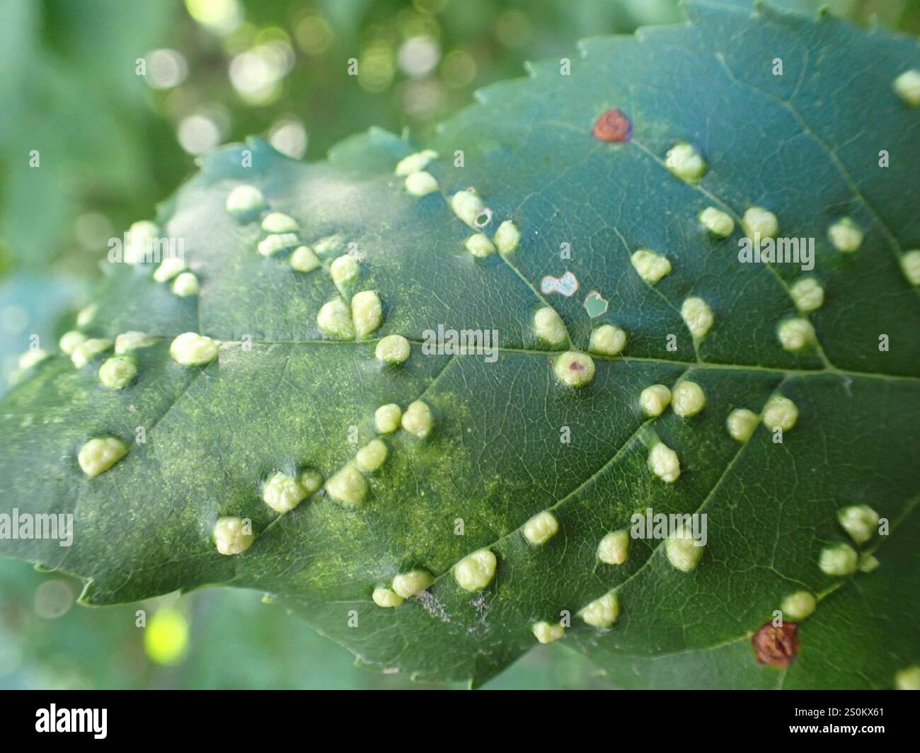 Ash Bead Gall Mite (Aceria fraxini Stock Photo - Alamy