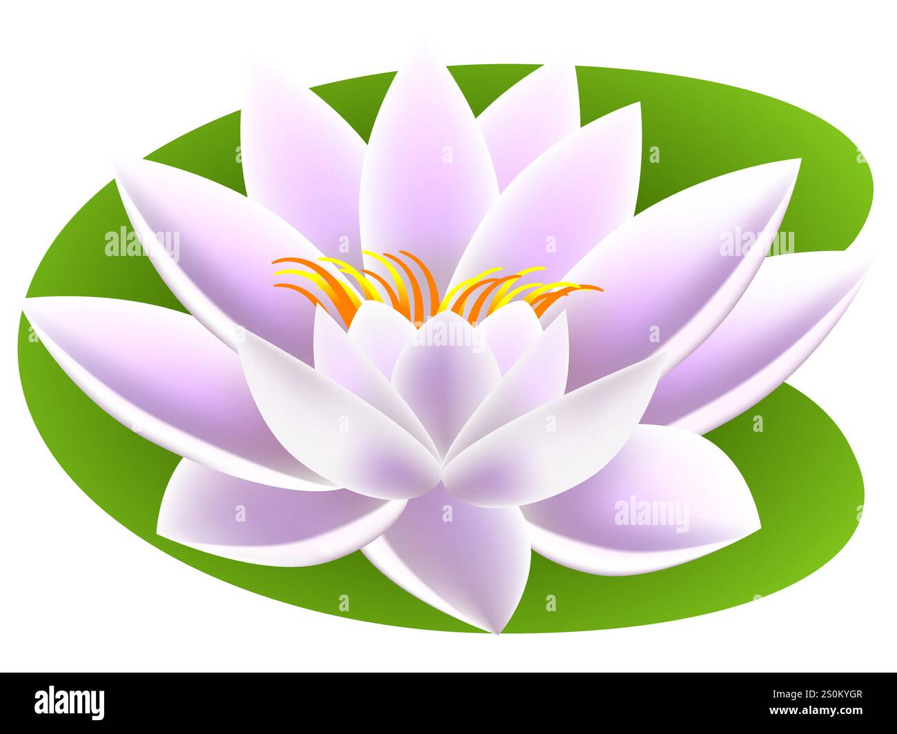 Lily leaf not water Stock Vector Images - Alamy