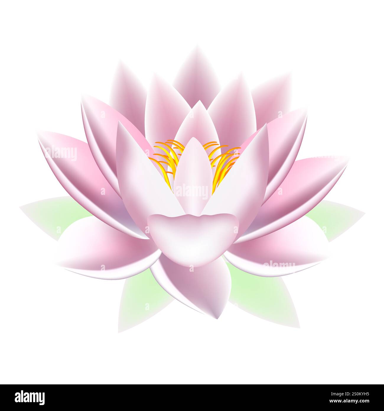 Pink lotus flower isolated on white background Stock Vector Image & Art ...