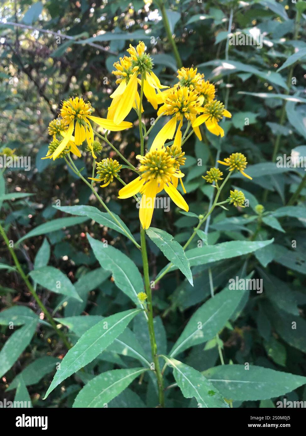 Wingstem (Verbesina alternifolia Stock Photo - Alamy