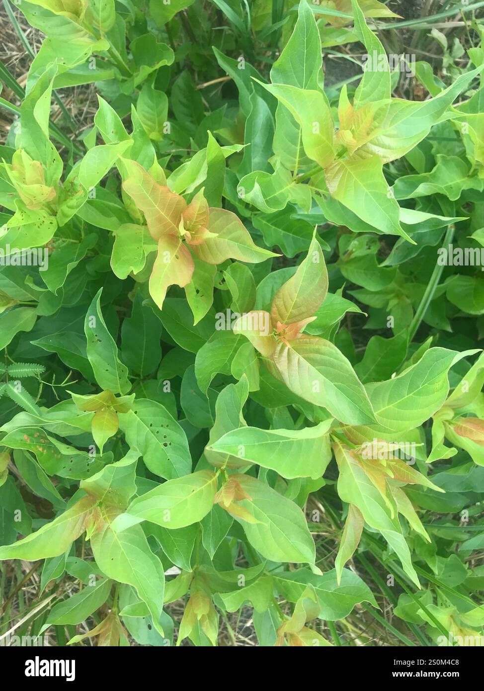 buttonbush (Cephalanthus occidentalis Stock Photo - Alamy