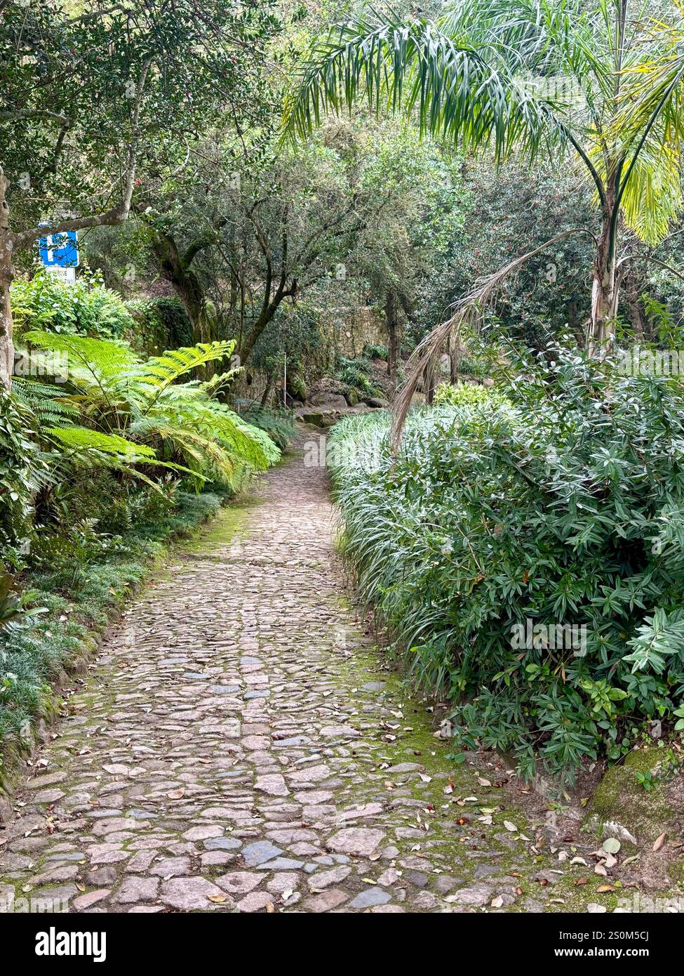 Park of Montserrat, Sintra Portugal - Smartphone Captured Stock Image