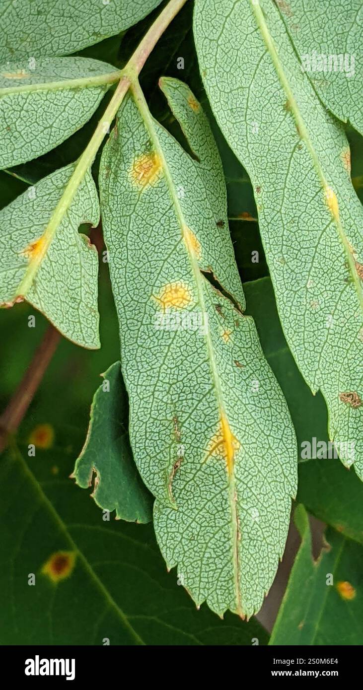 rust fungi (Pucciniales Stock Photo - Alamy